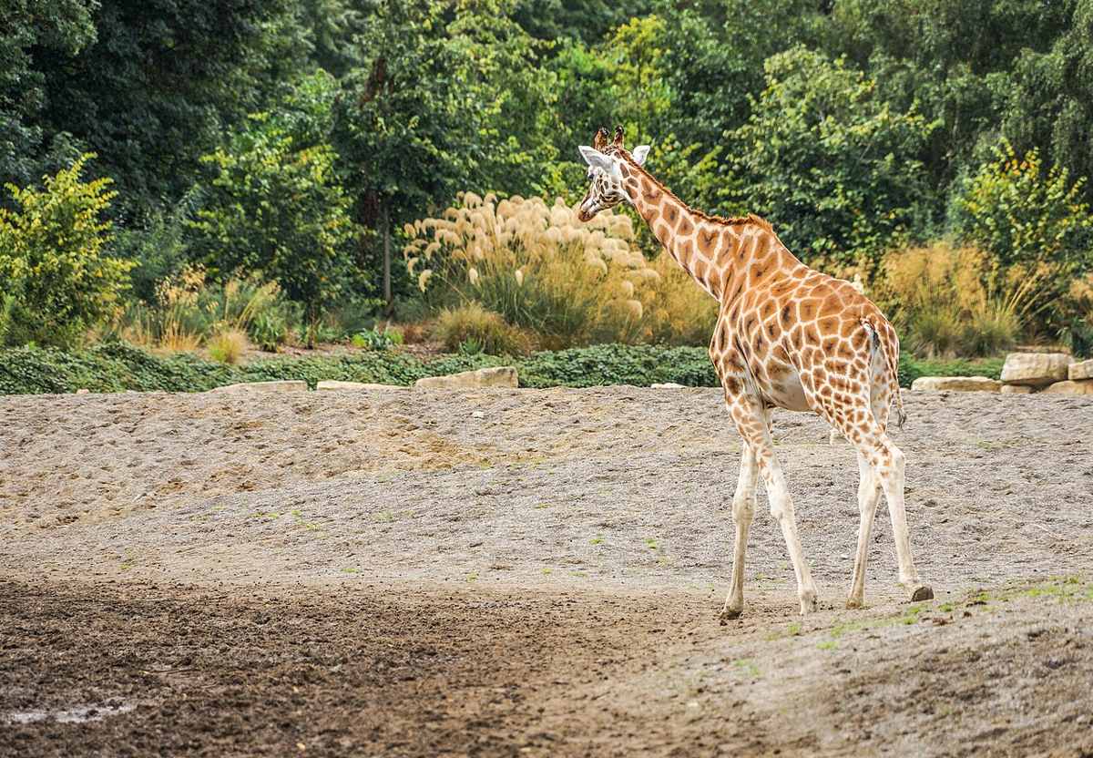 Giraffes photographed at Dublin Zoo in 2012