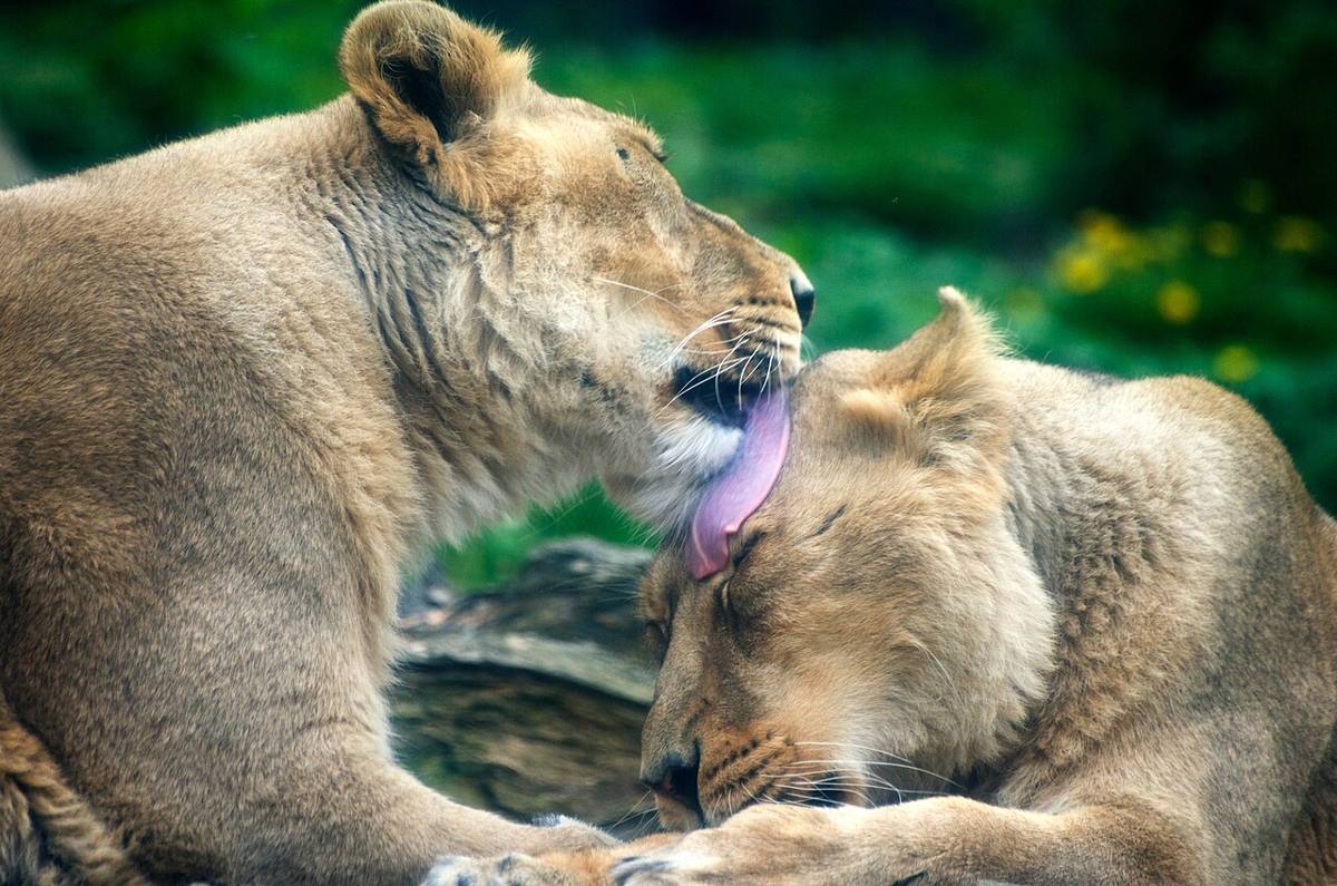 Two lions photographed at Dublin Zoo in 2017