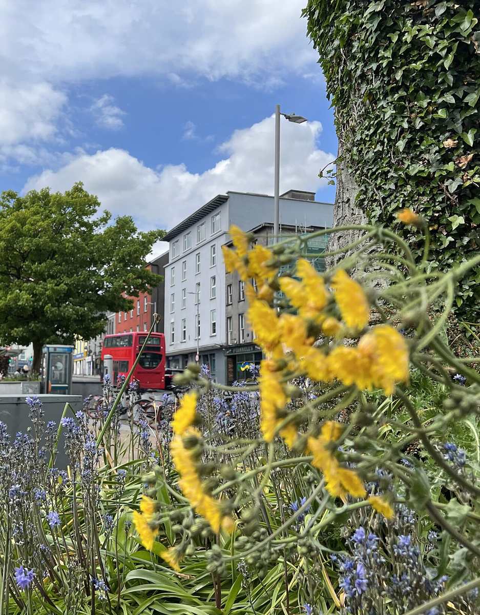 Spring flowers beside Eyre Square in May 2022