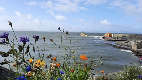 Wildflowers, the sea wall and Blackrock Diving Tower in August 2021