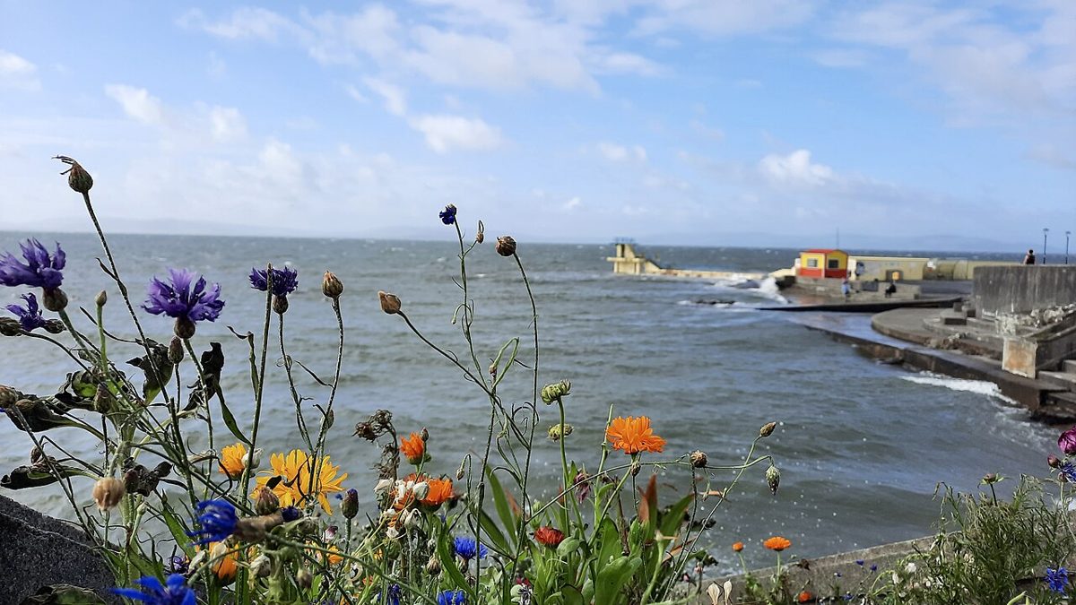 Wildflowers, the sea wall and Blackrock Diving Tower in August 2021