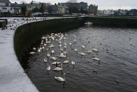 Swans gathering in Claddagh Basin in January 2000