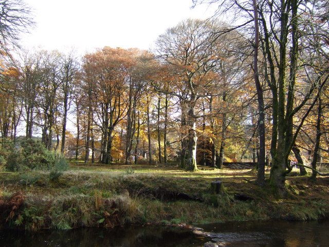 Beech trees beside the Glendassan River near Laragh