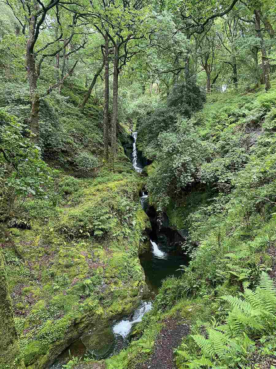 Poulanass Waterfall flowing through wooded rocks