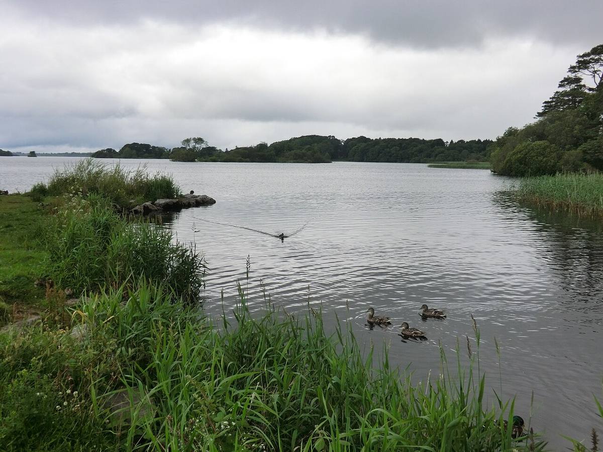 The lakeshore near Ross Castle on Ross Island