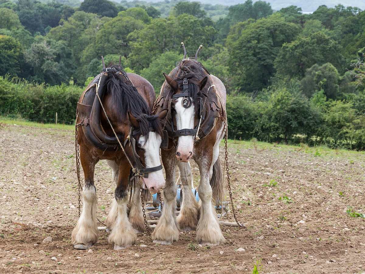 Two working horses at Muckross Traditional Farms