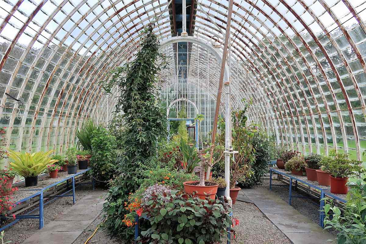 Inside a glasshouse at Muckross Gardens