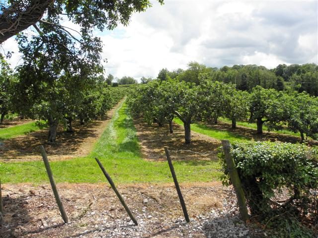An apple orchard at Ardress in 2011