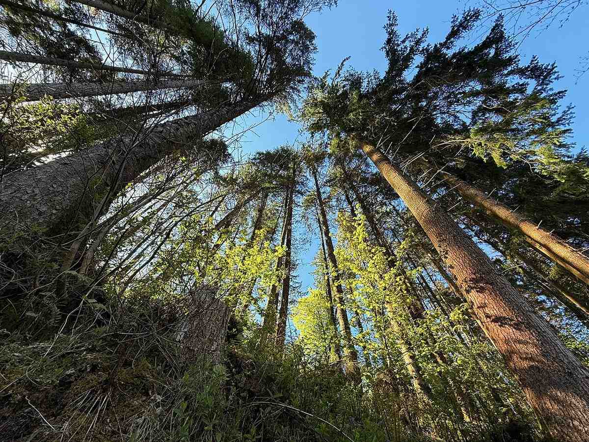 Looking up into the conifer canopy at Glenariff Forest Park in 2025
