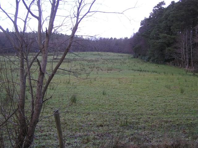 A winter clearing among the trees at Glenfarne Forest in 2009