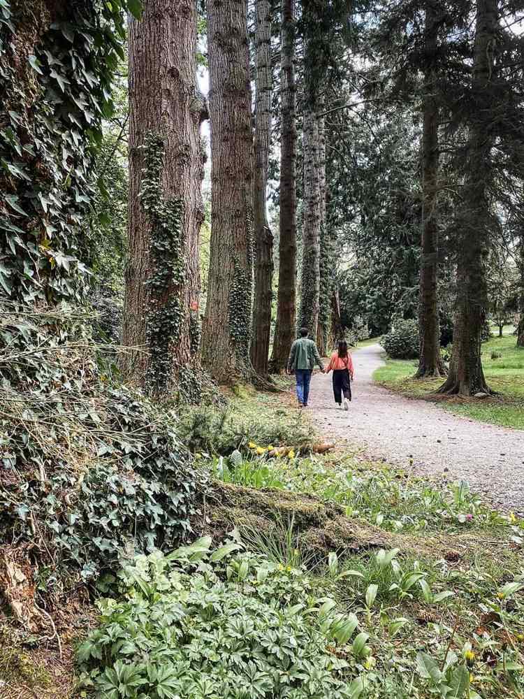 A wooded footpath at Powerscourt Gardens
