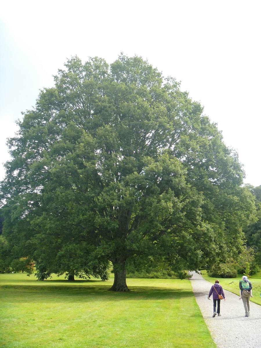 A broad lawn and mature tree in Killruddery Gardens