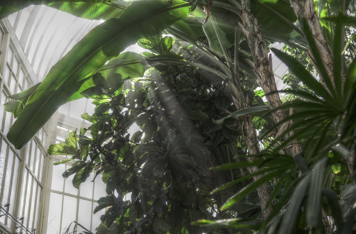 Tropical foliage beneath a glasshouse roof at Dublin’s National Botanic Gardens