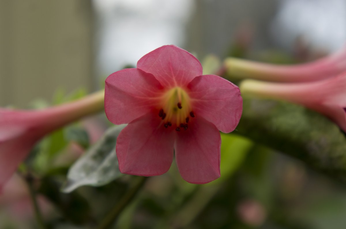 A pink flower photographed at Dublin’s National Botanic Gardens