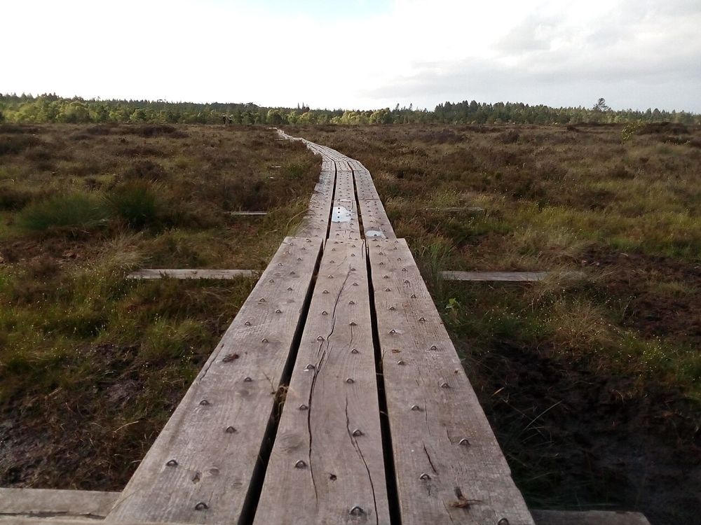 A timber boardwalk through Abbeyleix Bog