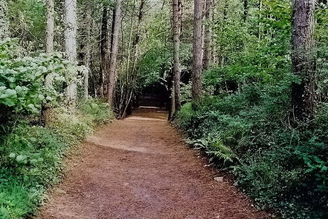 Woodland and shore at Ards Forest Park