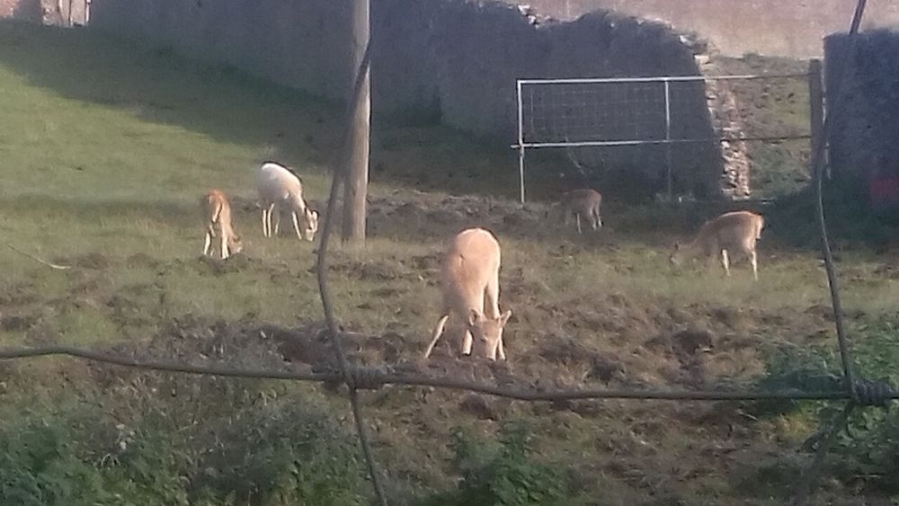 Fallow deer in the walled garden at Castlecomer Discovery Park
