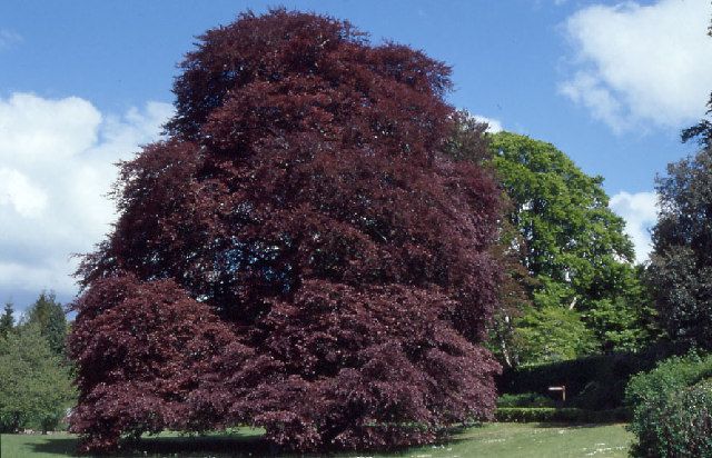 The Autograph Tree inside Coole Park’s walled garden