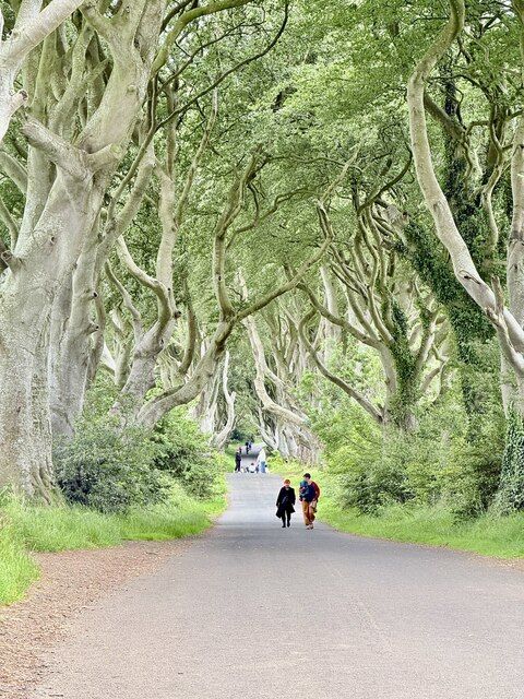 Beech trees along the Dark Hedges road