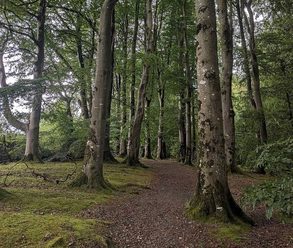 A woodland trail in Drum Manor Forest Park
