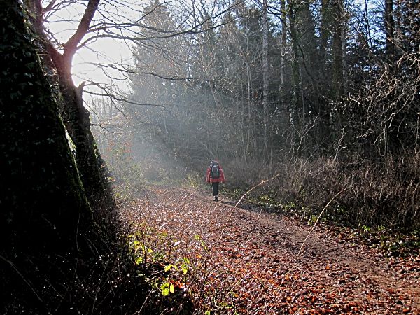 Woodland trail near Durrow, County Laois