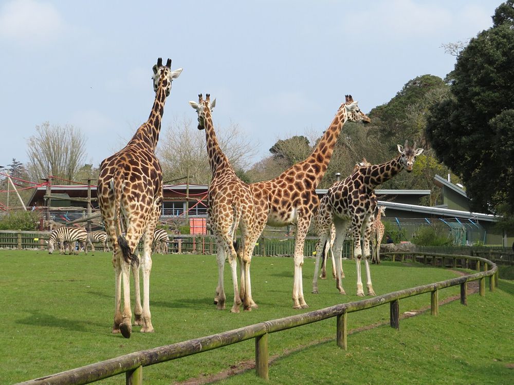 Giraffes in the grounds of Fota Wildlife Park