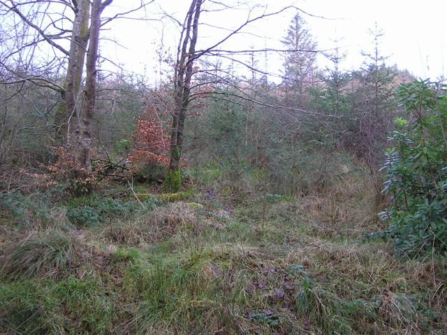 A path through Glenfarne’s trees and undergrowth