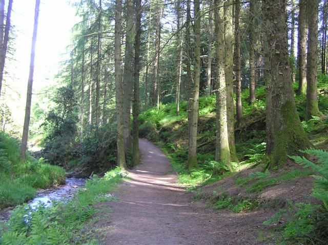 A path in Gortin Glen Forest Park