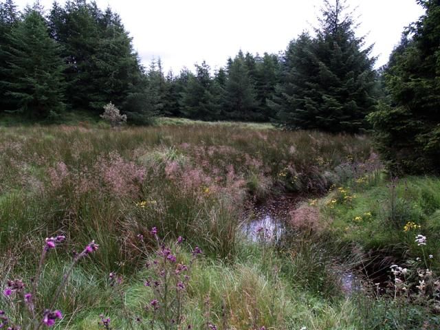 Woodland in Davagh Forest; landscape context for OM Dark Sky Park