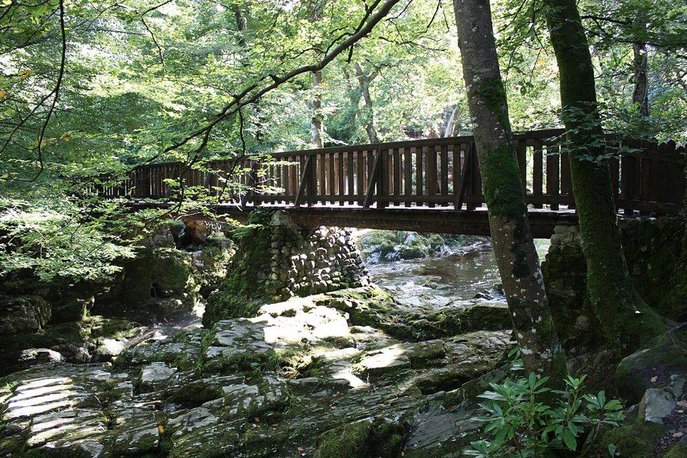 Woodland in Tollymore Forest Park