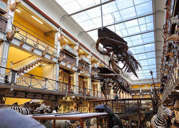 AI illustration of National Museum of Ireland – Natural History based on a credited source photograph