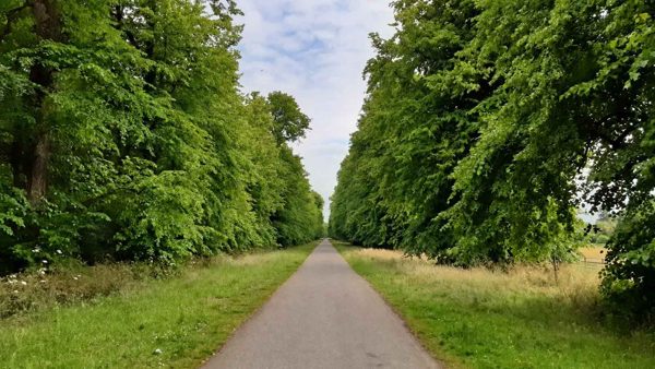 AI illustration of a tree-lined avenue in Castletown parkland