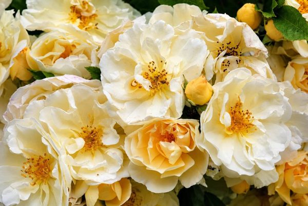 AI illustration · Goldfinch rose photographed at Larchill; botanical detail only, garden structures and layout not shown.