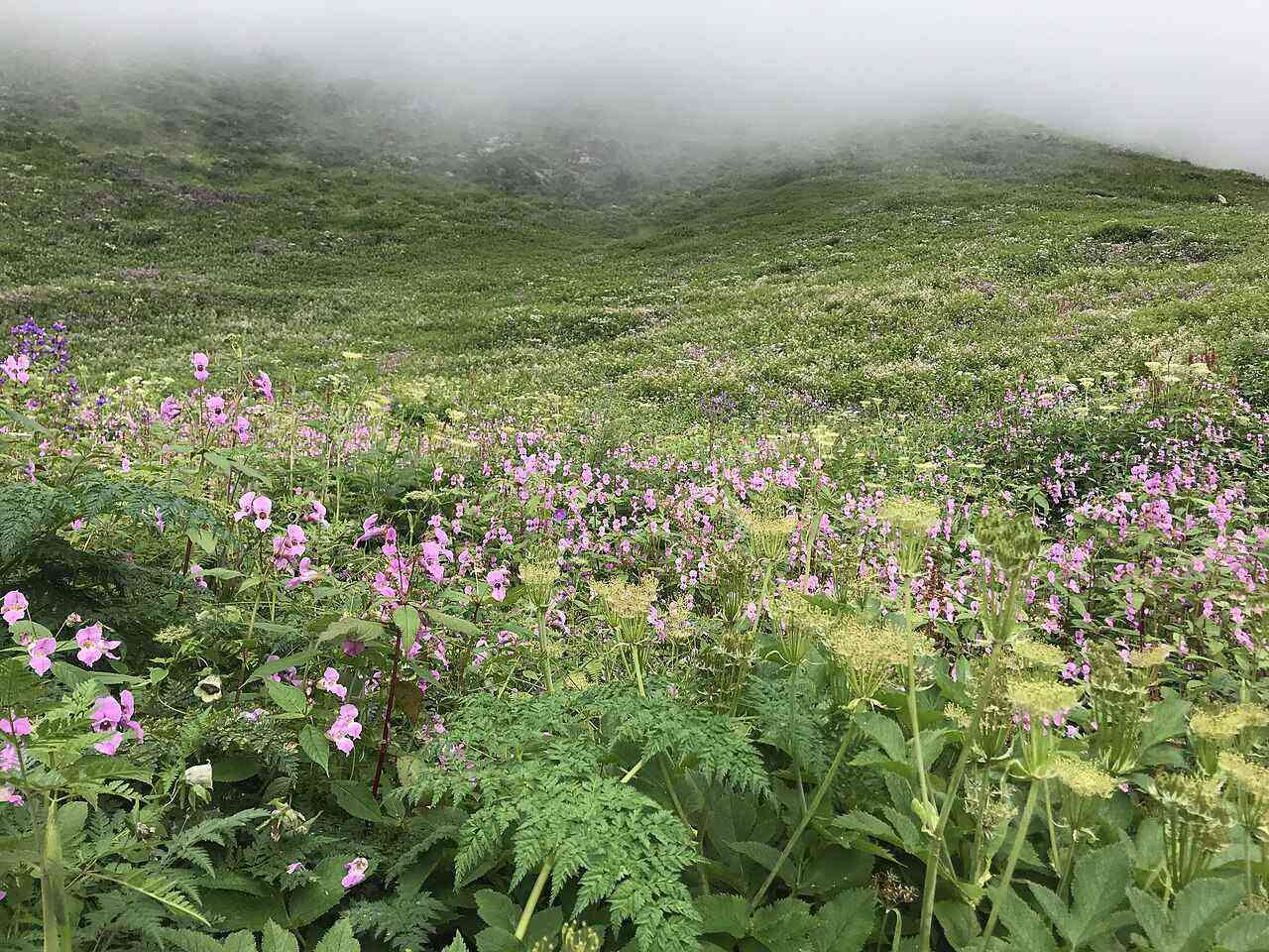 Wildflowers across a green Himalayan meadow in the Valley of Flowers