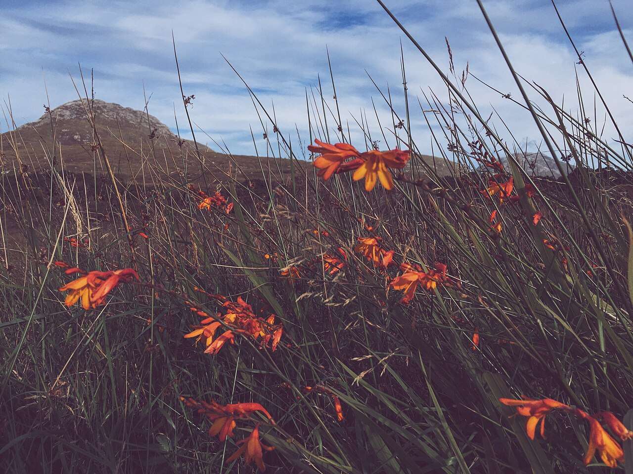 Orange flowers growing among grasses in Connemara National Park