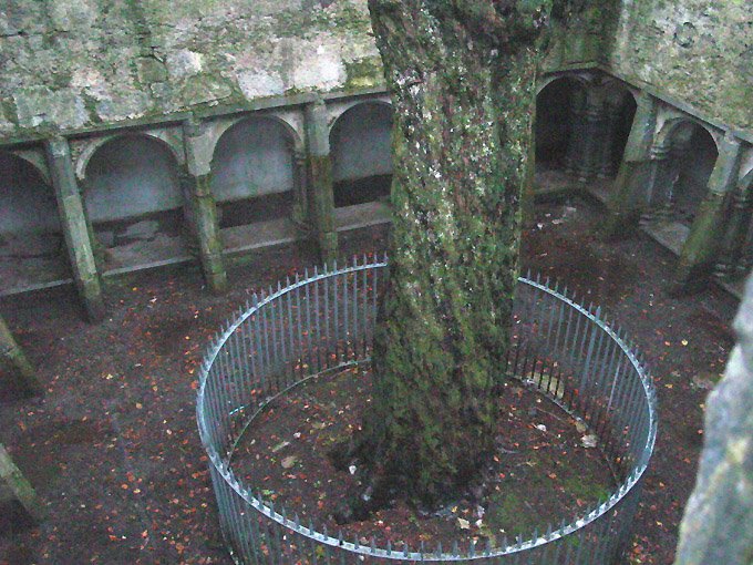 The courtyard and yew at Muckross Abbey