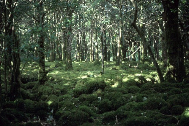 Reenadinna woodland in the Muckross area