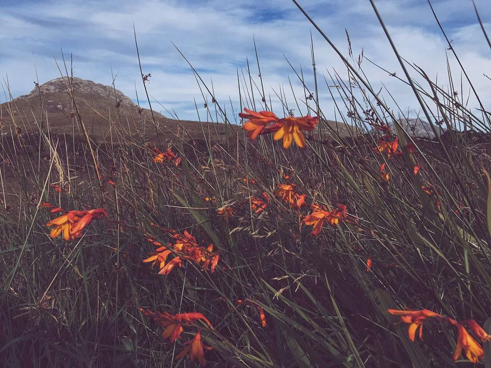 Orange flowers growing among grasses in Connemara National Park