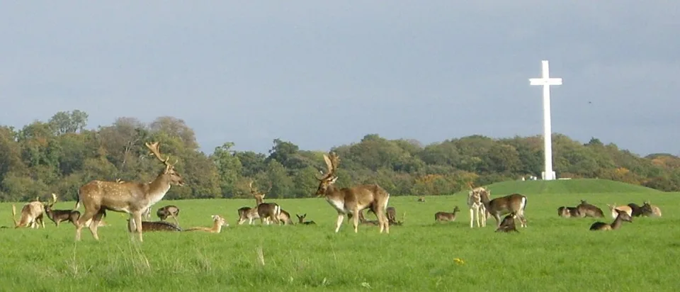 Deer grazing near the Papal Cross in Phoenix Park