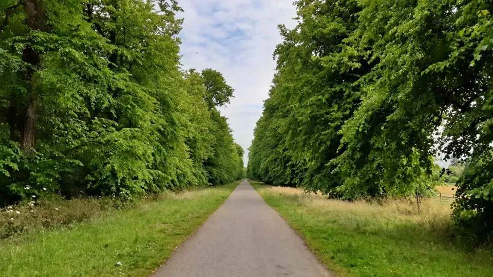 AI illustration of a tree-lined avenue in Castletown parkland